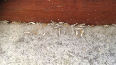 Signs Of A Carpet Moth Infestation Integrum