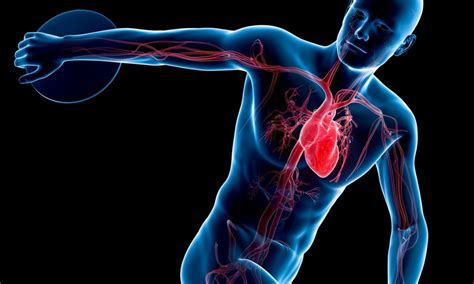 The Cardiorespiratory System Small Online Class For Ages 13 18