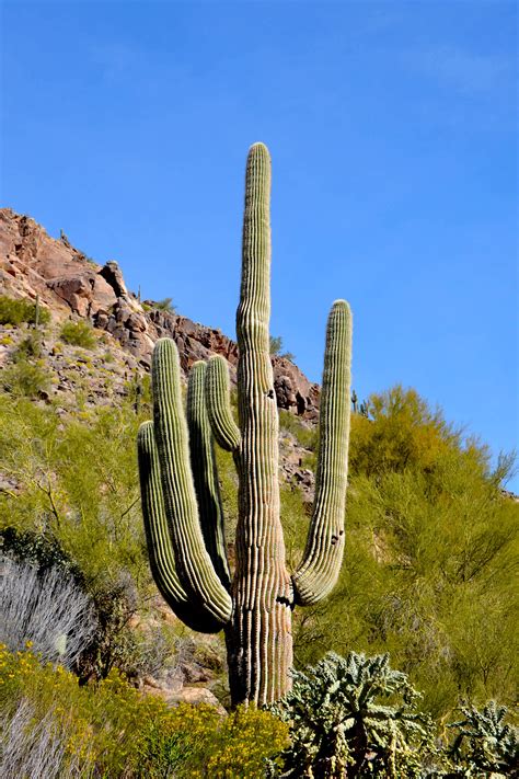 Phoenix Az Cactus Plants Plants Cactus