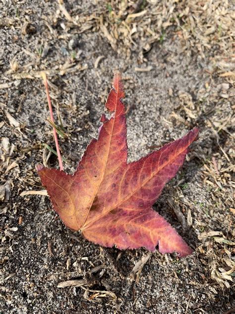 Autumn 🍂 Maple Leaf Nicholas Cole Flickr