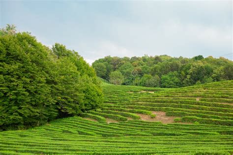 Green Tea Plantations Tea Cultivation Tea Bushes With Green Tea