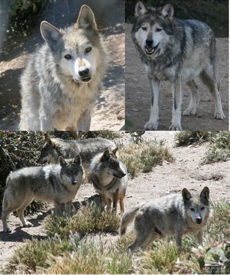 California Wolf Center On Twitter In 2022 Mexican Gray Wolf Puppies