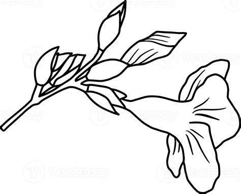 Flower Sketch Line Art Illustration 10863473 Png