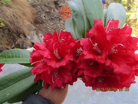 Laligurans National Flower Of Nepal