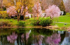 Image result for pictures of spring