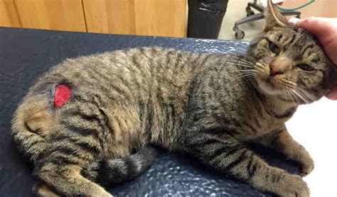 Banjo Adoptable Cat Male Brown Tabby Domestic