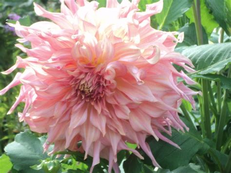 Zielono Zakręceni: Dalia (Dahlia) 'Penhill Watermelon' (1/1)
