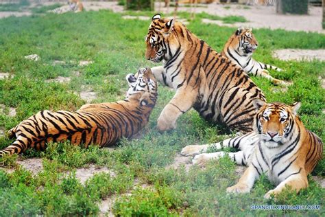 Tigres Siberianos En Hailin Heilongjiang Spanish Xinhuanet Com