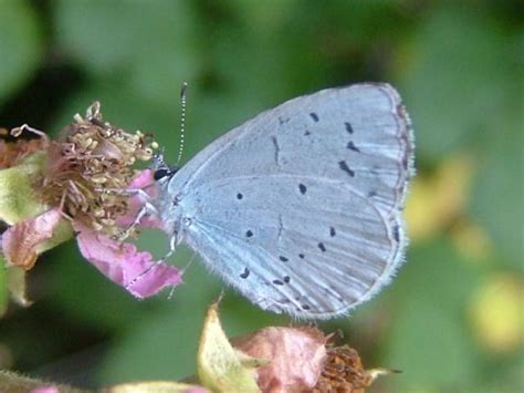 Celastrina Argiolus Holly Blue Butterfly Butterflies