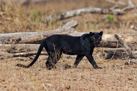 black panther of kabini phantom of the forest predators of kabini panther black panther