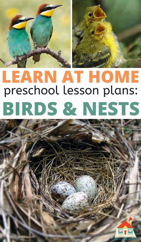 birds theme preschool lesson plan ideas stay at home educator 2022