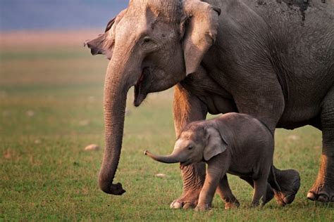The 6 Different Types Of Elephants Facts Photos And Identification