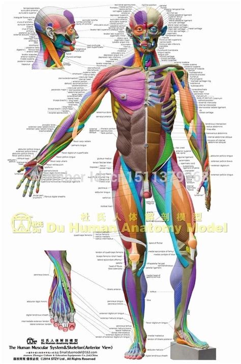 Muscle Anatomy Chart Lovely Anatomical Chart Muscular System Different