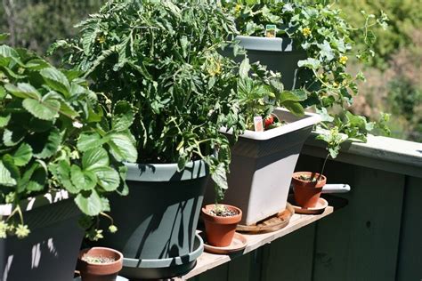 A 5 gallon container can grow most vegetables. Container Gardening - Growing Vegetables In Containers
