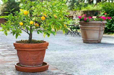 Heres How To Grow A Lemon Tree In A Pot Grandmas Things