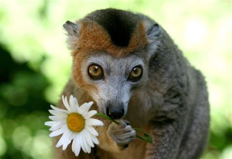 Crowned Lemur Eulemur Coronatus Zoochat
