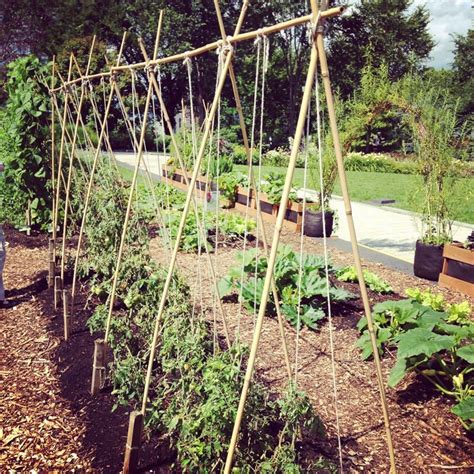 5 Variations On A String Trellis For Tomatoes Bonnie Plants