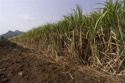 Sugar Cane Growing In Asia With Scenic Mountains In Background