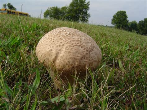 Calvatia Cyathiformis At Indiana Mushrooms