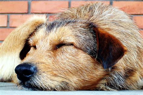 How Long Can You Keep Your Dog Outside Animal Lova