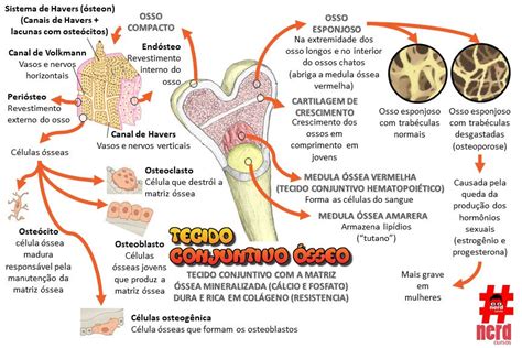 Mapa Mental Tecido Conjuntivo Sseo Biologia Porn Sex Picture