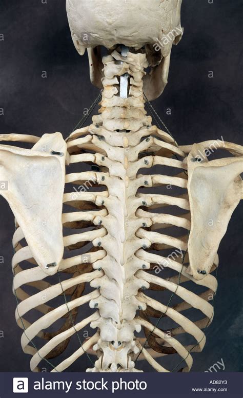 Bones in human body provide basic structural shape and support. Human Skeleton Back High Resolution Stock Photography and ...