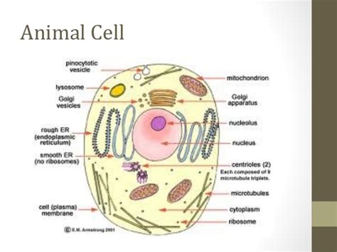 Maybe you would like to learn more about one of these? Cells ( Olevel Biology)