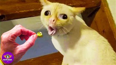 Funny Cats Reaction 😹 Dont Try To Stop Laughing 🤣 Cats In Funny