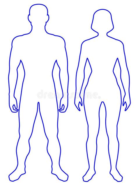 Human Body Illustration Of The Contour Human Body Man And Woman