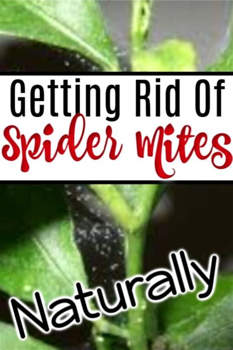 How To Deal With Spider Mites Naturally Spider Mites Get Rid Of