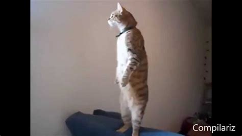 Standing Cat Funny Cats Videos Youtube