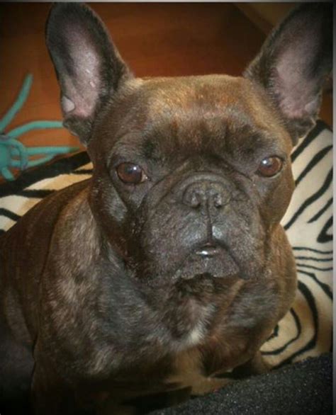 The best bulldog names are short, sharp and memorable. Pin by Gabby💋 on French Bull Dog named Suzi | French ...