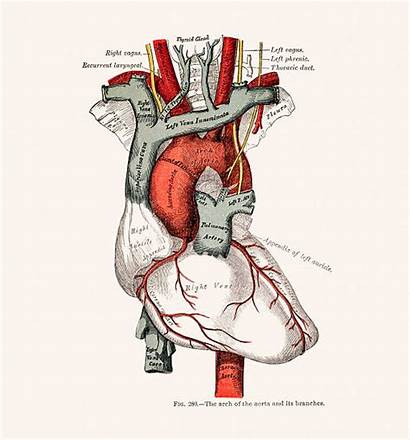 Anatomy Illustrations Grey Vector Clip Heart Medical