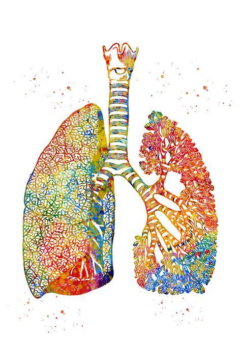 Lungs Art Digital Art By Erzebet S