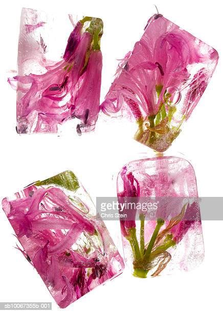 Frozen Flower Photos And Premium High Res Pictures Getty Images