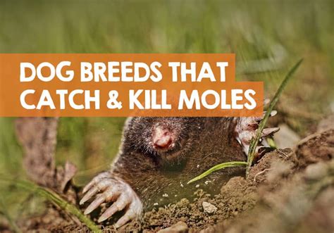How Do I Get Rid Of Moles In My Yard With Dogs