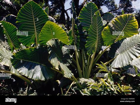 Giant Upright Elephant Ear Or Night Scented Lily Alocasia Odora