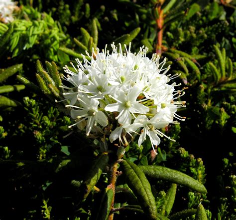 Labrador Tea An Abundant Local Edible Wild Plant — Food First Nl