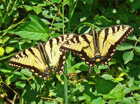 Eastern Tiger Swallowtails Papilio Glaucus Blue Ridge Ce Flickr