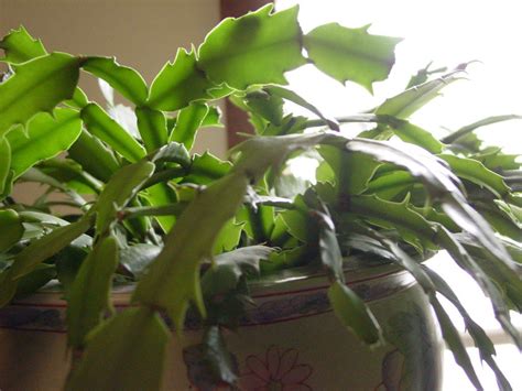 As one of the most favorite holiday succulents, many gardeners love to keep christmas cactus in their home garden. Leaves Dropping From Christmas Cactus: Fixing Leaf Drop On ...