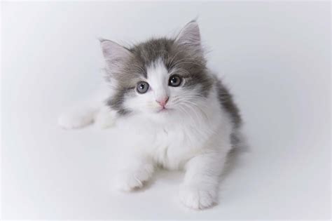 How Much Does A Norwegian Forest Cat Cost 2023 Guide
