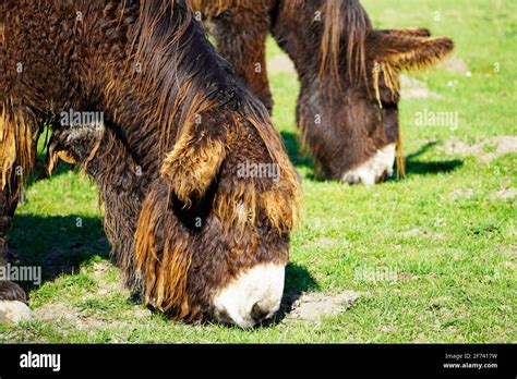 Shaggy Donkeys Hi Res Stock Photography And Images Alamy