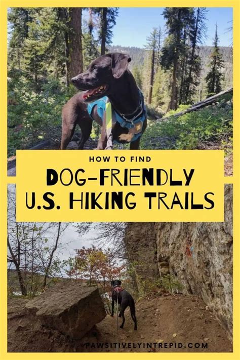 How To Find Dog Friendly Hiking Trails In The United States