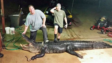 900 Lb Alligator Captured From Lake Eufaula