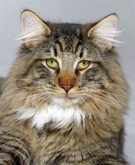 Portrait Of A Norwegian Forest Cat Stock Photo Colourbox