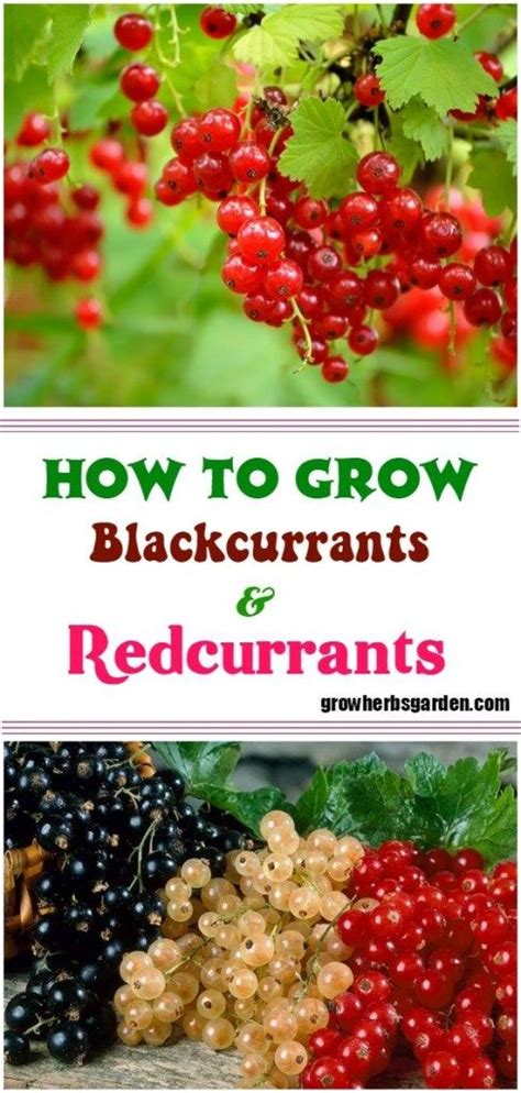 How To Grow Blackcurrants And Redcurrants