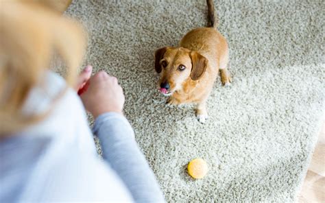 10 Fun Indoor Games To Play With Your Dog Dogtoysnerd