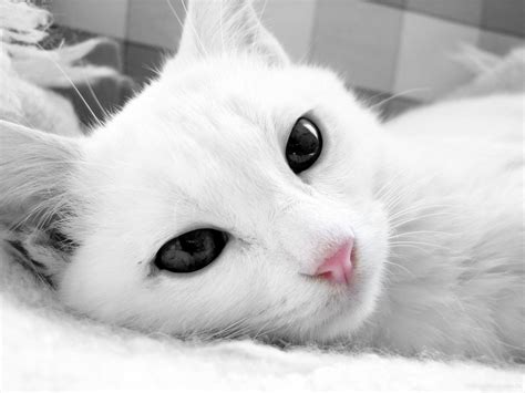 White Cat Hd Wallpapers Free Download White Cat Wallpaper Hd