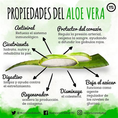 Aloe Vera Beneficios Y Consejos Sobre El Uso De Esta Planta Milagrosa