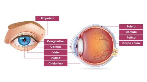 Anatomia Dell Occhio Hylocchio